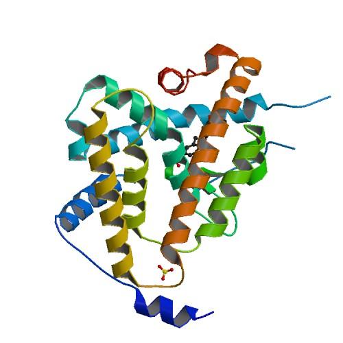 Récepteur des hormones thyroïdiennes — Wikipédia