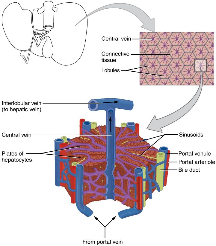 Lobules of liver - Wikipedia