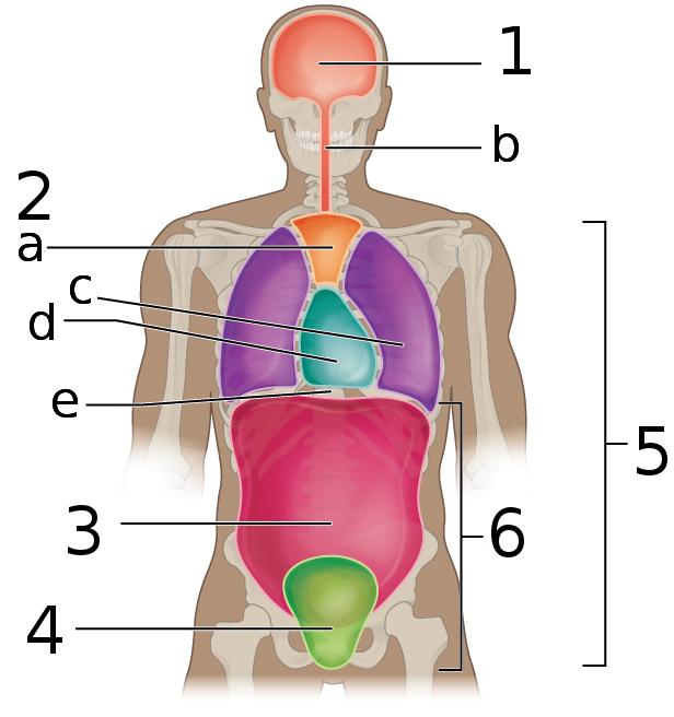 Mediastinum - Wikipedia