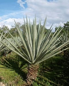 Agave sisalana — Wikipédia