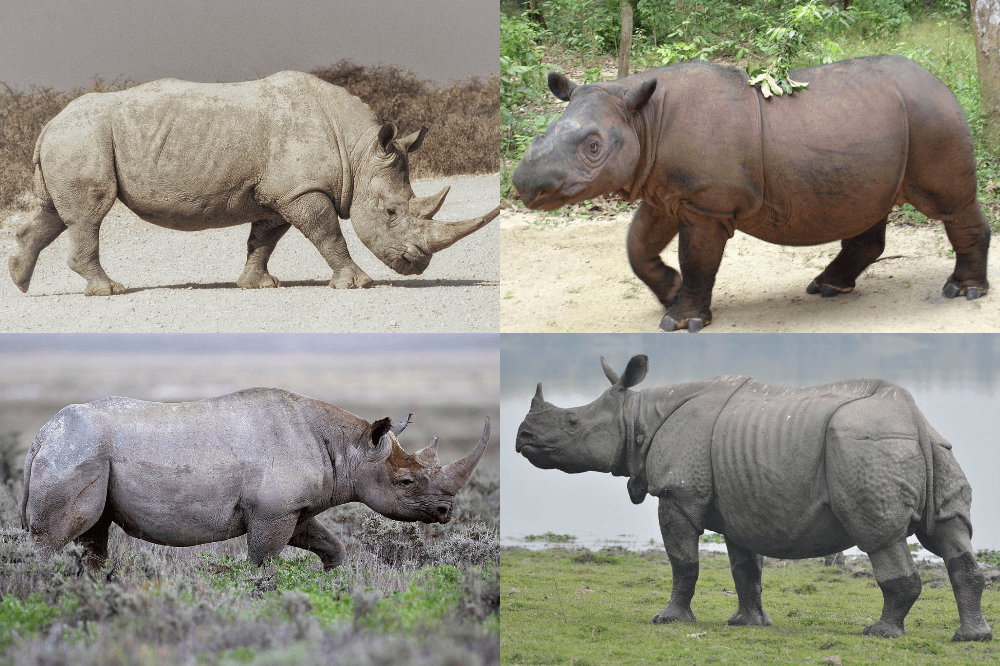 Rhinoceros - Wikipedia