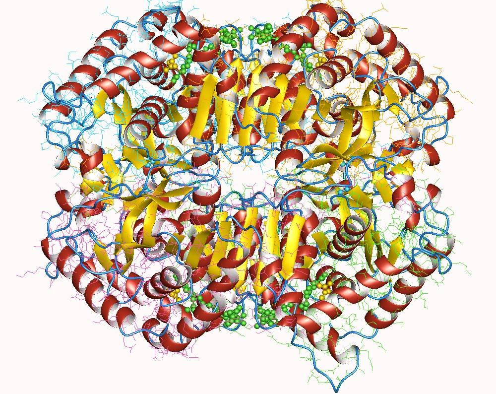 Lactate dehydrogenase - Wikipedia