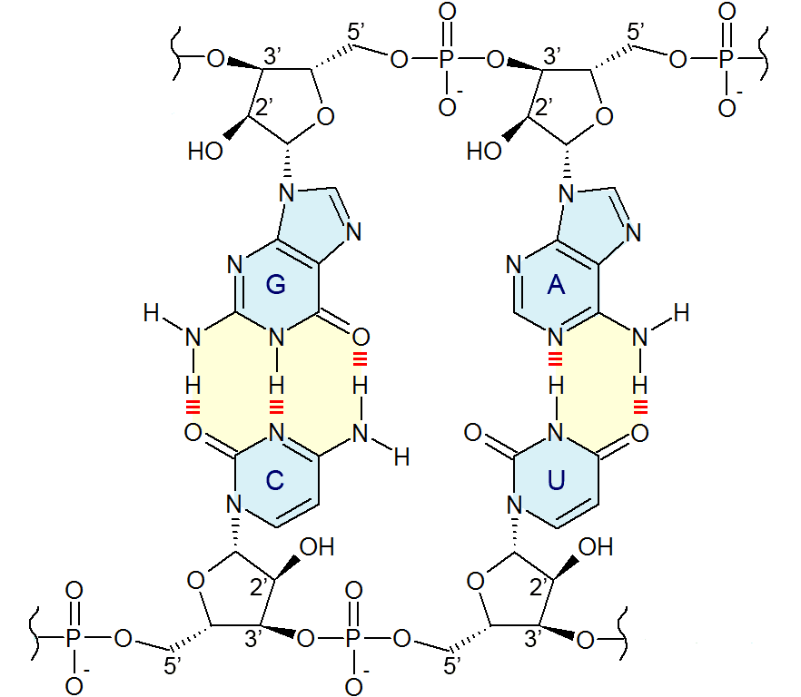 Nucleotide base - Wikipedia