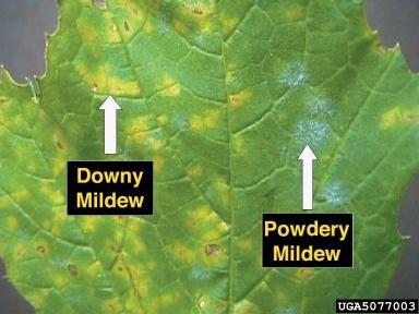 Powdery mildew - Wikipedia