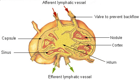 Ganglion lymphatique — Wikipédia