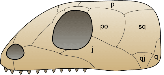 Anapsid - Wikipedia