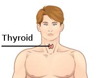 Glande thyroïde — Wikipédia