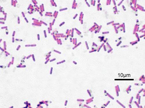 Bacillus - Wikipedia