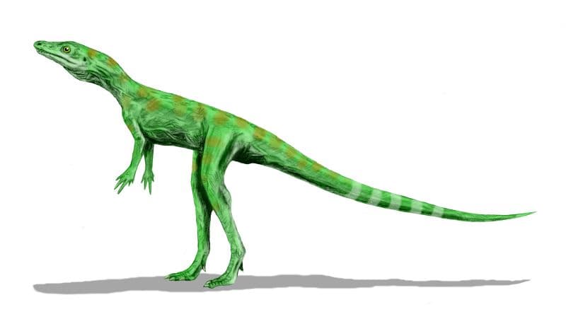 Dinosauromorpha — Wikipédia