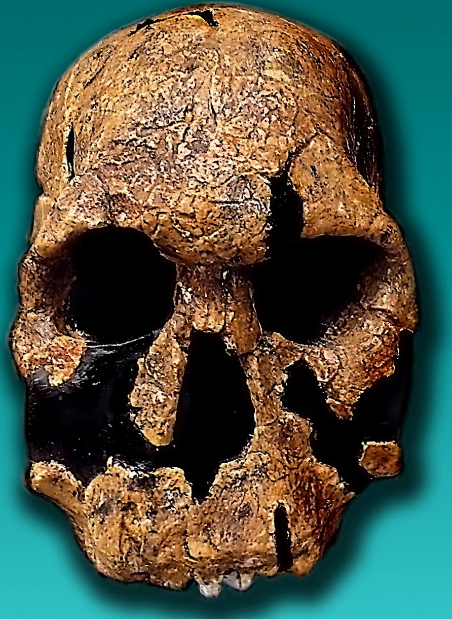 Homo rudolfensis — Wikipédia