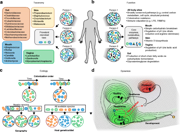 Microbiote de l'organisme humain — Wikipédia