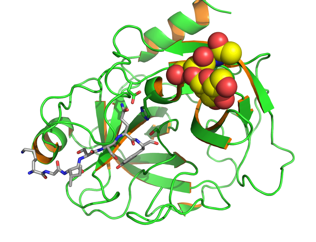 Antigène prostatique spécifique — Wikipédia