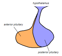 Posterior pituitary - Wikipedia