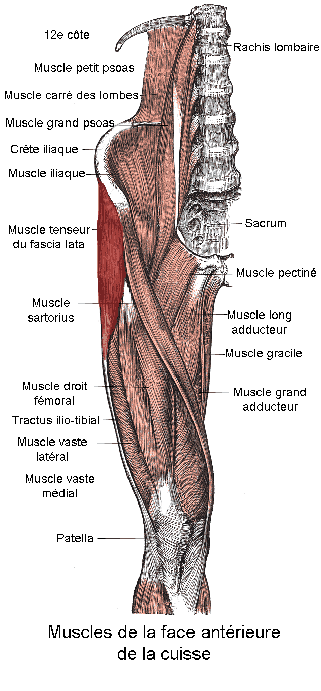 Syndrome de la bandelette ilio-tibiale — Wikipédia