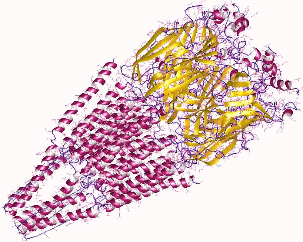 Récepteur cholinergique — Wikipédia