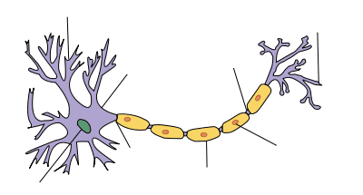 Cellule de Schwann — Wikipédia