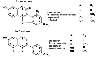 Phytoestrogène — Wikipédia