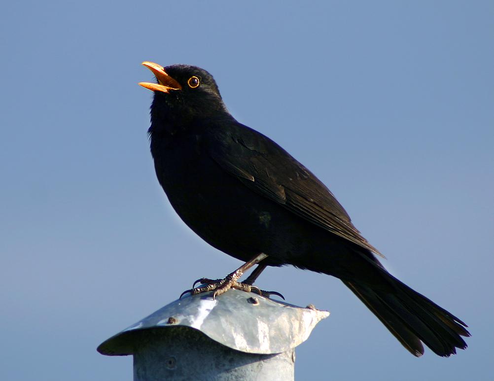 Vocalisation des oiseaux — Wikipédia