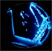 Bioluminescent bacteria - Wikipedia