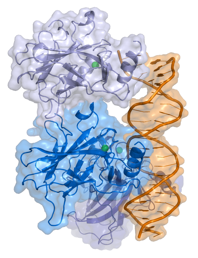 p53 - Wikipedia