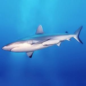 Countershading - Wikipedia