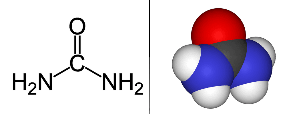 Urée — Wikipédia