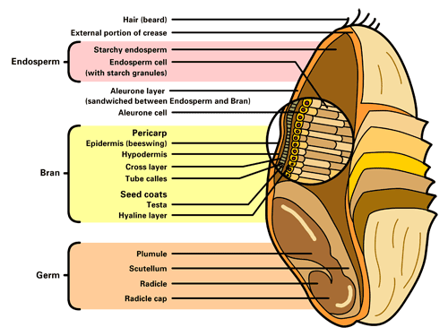 Cereal germ - Wikipedia