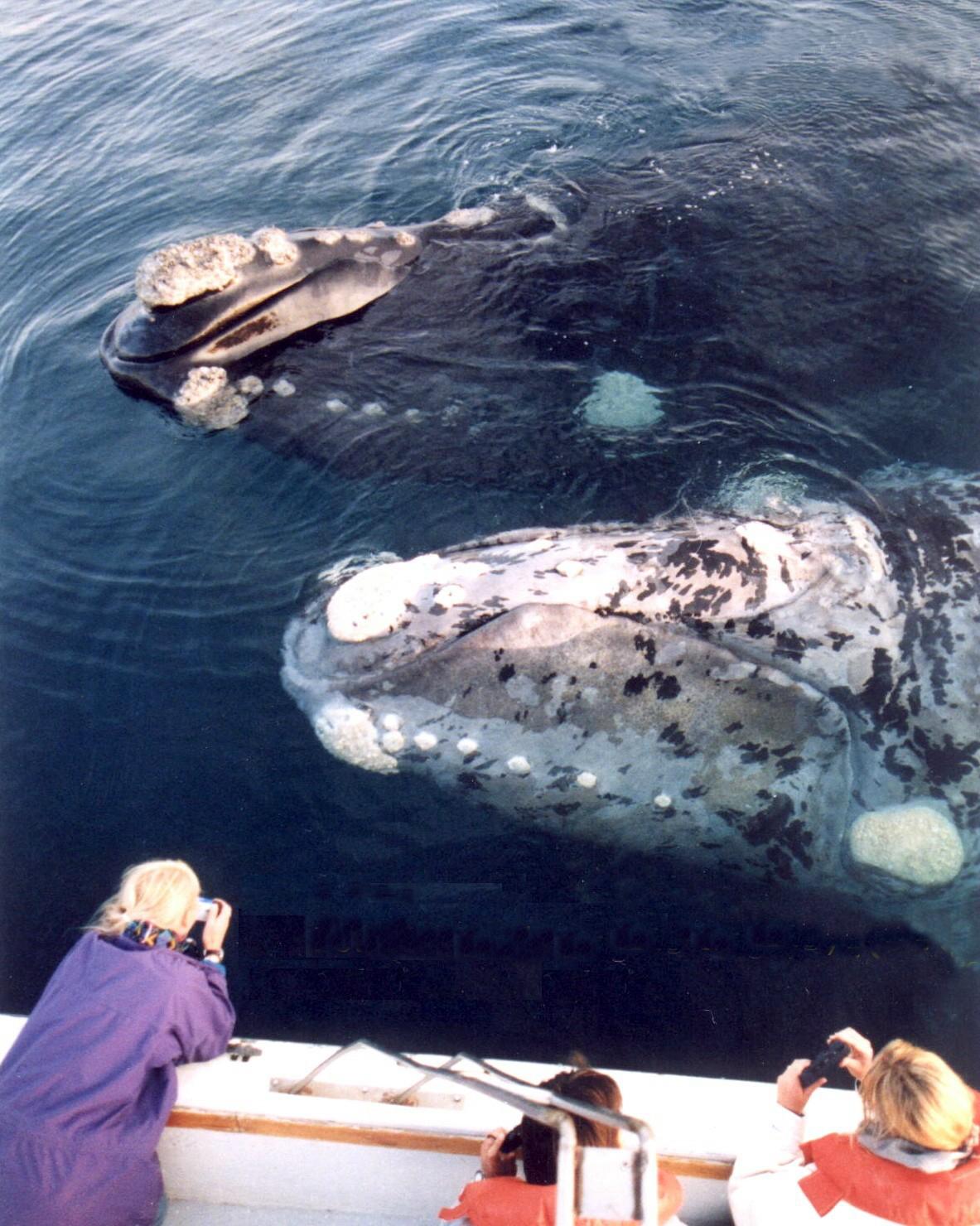 Whale watching - Wikipedia