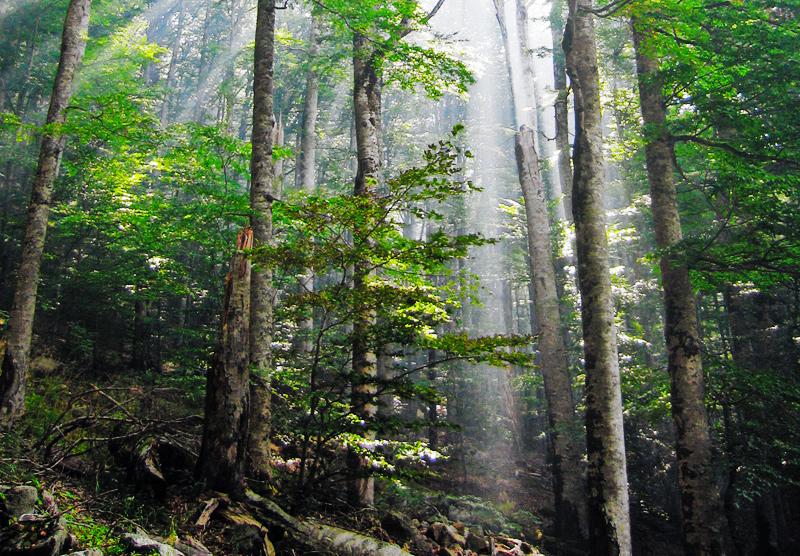 Old-growth forest - Wikipedia