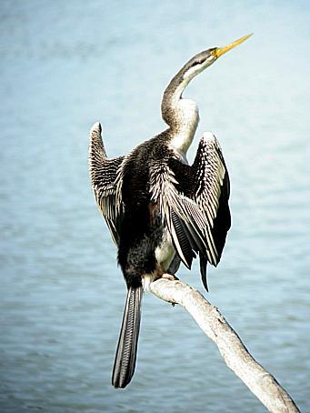 Anhingidae — Wikipédia