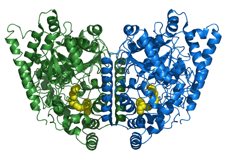 Hydrolase des amides d'acides gras — Wikipédia