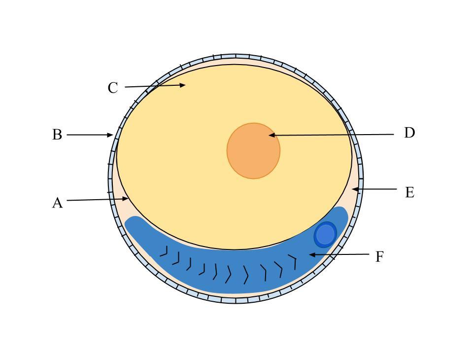 Ichthyoplankton - Wikipedia