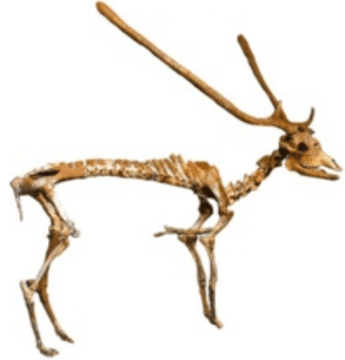 Candiacervus - Wikipedia