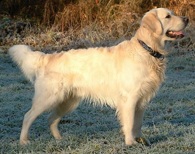 Golden Retriever - Wikipedia