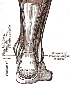 Tendon calcanéen — Wikipédia