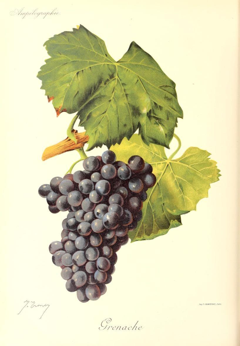 Grenache - Wikipedia