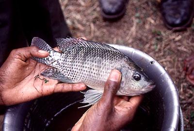 Tilapia du Nil — Wikipédia