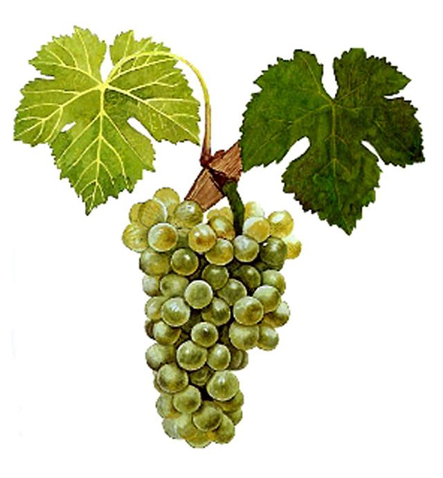 Viognier - Wikipedia