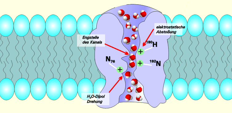 Aquaporine — Wikipédia