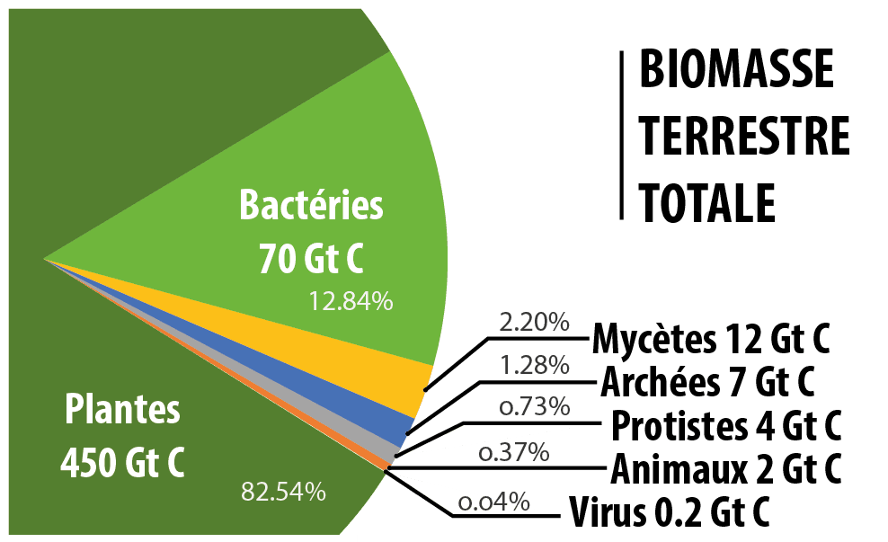 Biomasse (écologie) — Wikipédia