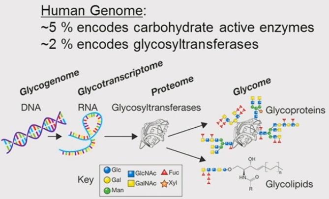 Glycome - Wikipedia