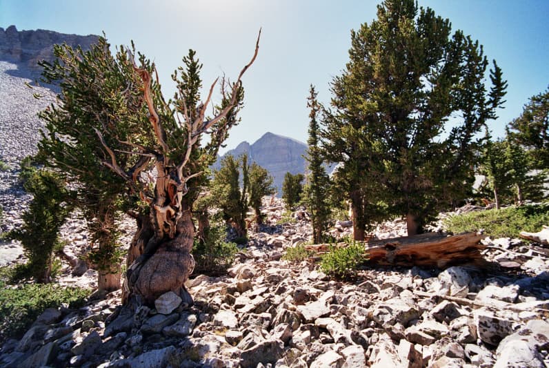 Bristlecone pine - Wikipedia