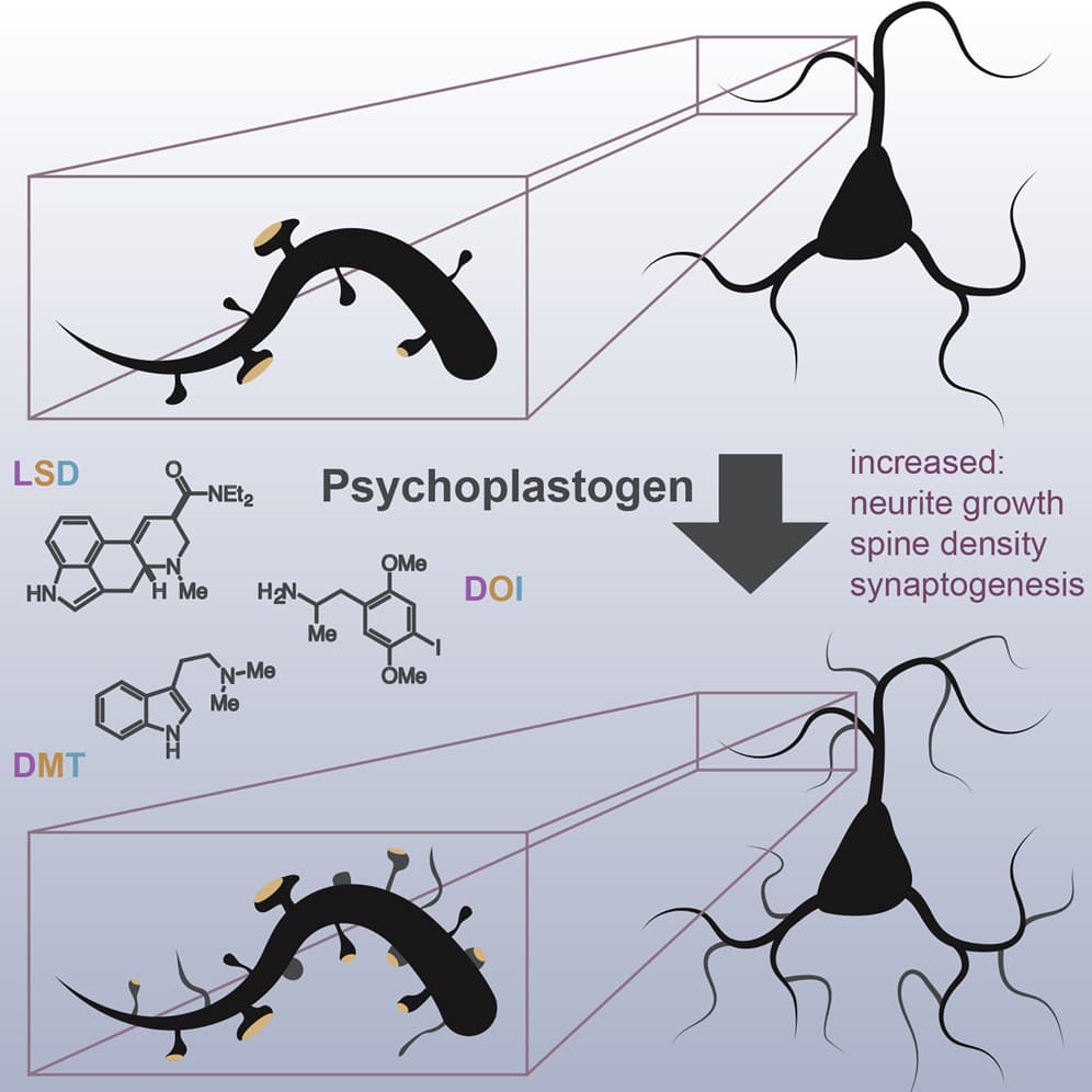 Neuropharmacologie — Wikipédia