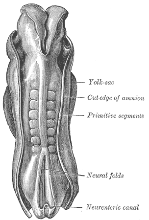 Somite - Wikipedia