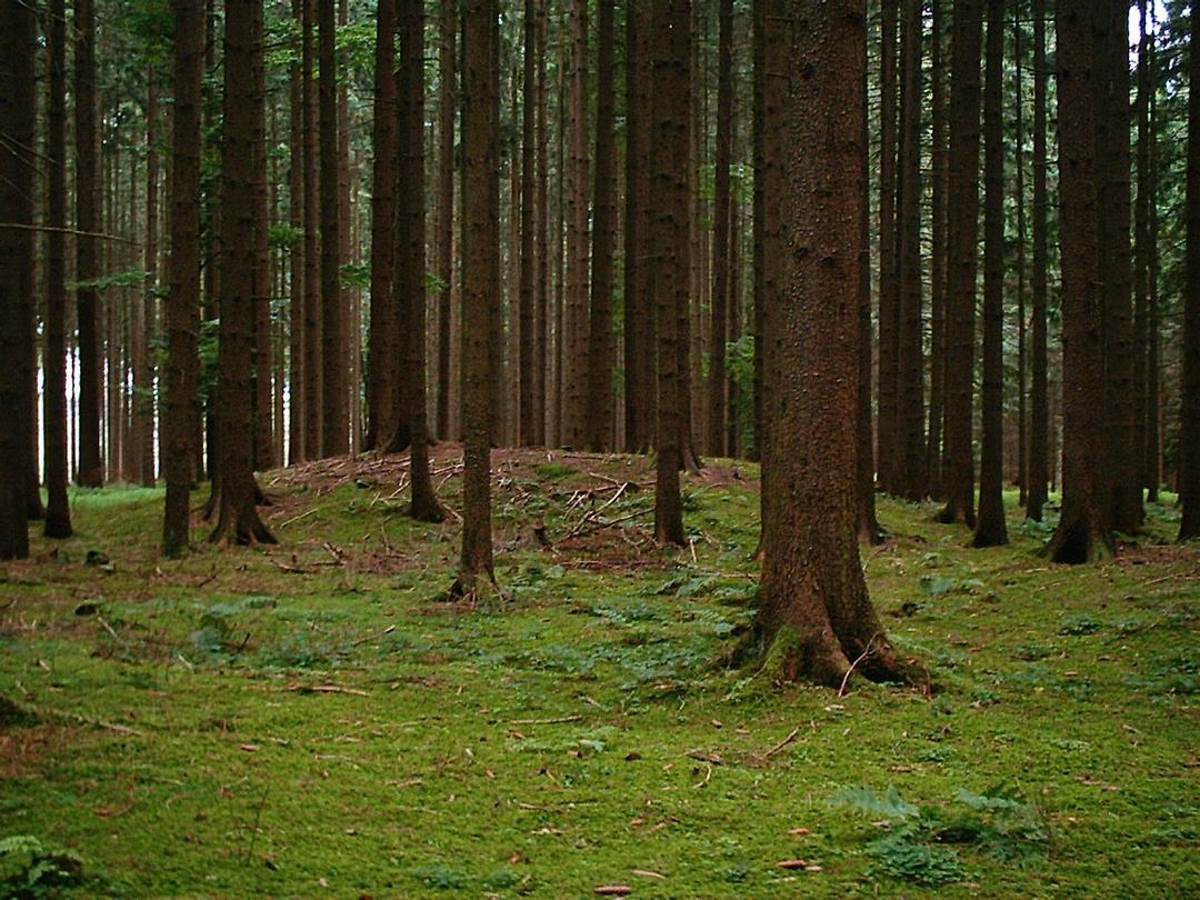 Culture des tumulus — Wikipédia