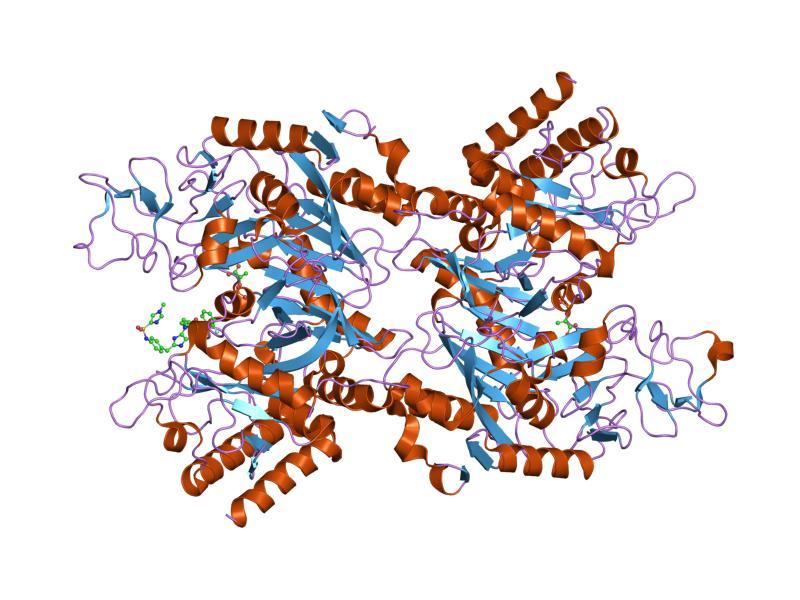 Phosphoénolpyruvate carboxykinase — Wikipédia