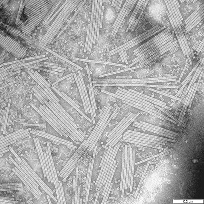 Virus de la mosaïque du tabac — Wikipédia