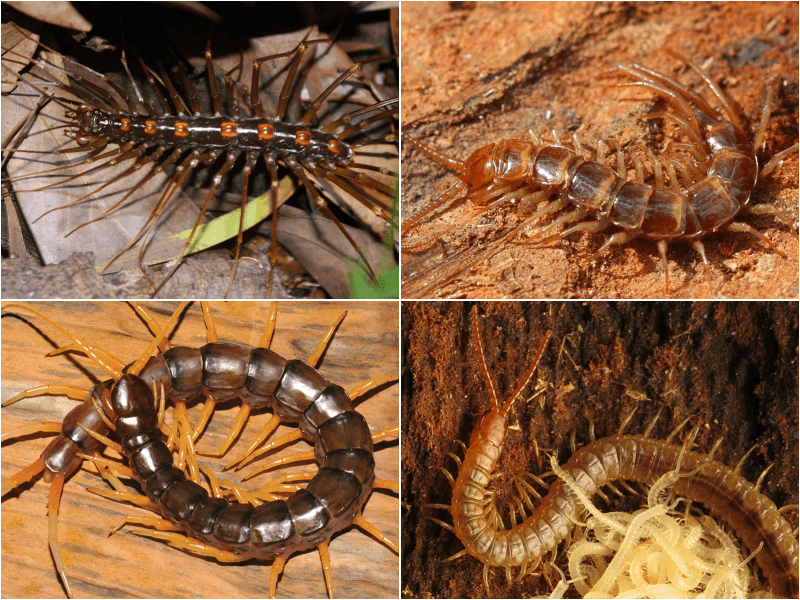 Centipede - Wikipedia