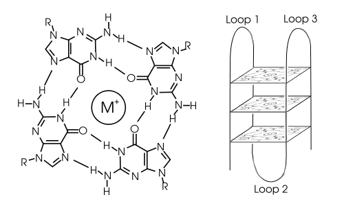 G-quadruplex — Wikipédia