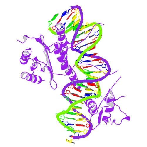 Serum response factor - Wikipedia